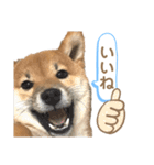 柴犬コロンちゃんの日常スタンプ（個別スタンプ：7）