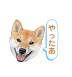 柴犬コロンちゃんの日常スタンプ（個別スタンプ：8）