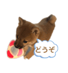 柴犬コロンちゃんの日常スタンプ（個別スタンプ：9）