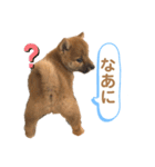 柴犬コロンちゃんの日常スタンプ（個別スタンプ：10）