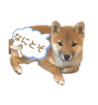 柴犬コロンちゃんの日常スタンプ（個別スタンプ：11）