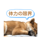 柴犬コロンちゃんの日常スタンプ（個別スタンプ：12）
