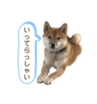 柴犬コロンちゃんの日常スタンプ（個別スタンプ：13）