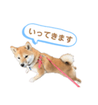 柴犬コロンちゃんの日常スタンプ（個別スタンプ：14）