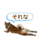 柴犬コロンちゃんの日常スタンプ（個別スタンプ：15）