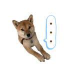 柴犬コロンちゃんの日常スタンプ（個別スタンプ：16）