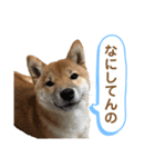 柴犬コロンちゃんの日常スタンプ（個別スタンプ：18）