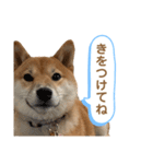 柴犬コロンちゃんの日常スタンプ（個別スタンプ：19）