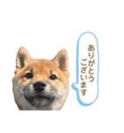 柴犬コロンちゃんの日常スタンプ（個別スタンプ：20）