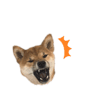 柴犬コロンちゃんの日常スタンプ（個別スタンプ：21）