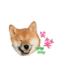 柴犬コロンちゃんの日常スタンプ（個別スタンプ：23）