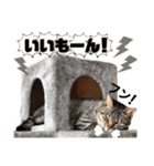 とら日記5（個別スタンプ：15）