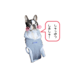 ぷちょぶる（個別スタンプ：6）