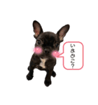 ぷちょぶる（個別スタンプ：15）