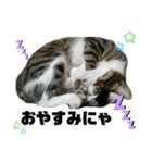 ねこ挨拶すたんぷ   2（個別スタンプ：2）