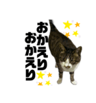 ねこ挨拶すたんぷ   2（個別スタンプ：4）