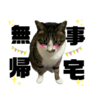 ねこ挨拶すたんぷ   2（個別スタンプ：6）