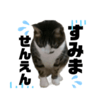 ねこ挨拶すたんぷ   2（個別スタンプ：7）