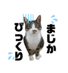 ねこ挨拶すたんぷ   2（個別スタンプ：10）