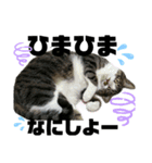 ねこ挨拶すたんぷ   2（個別スタンプ：11）