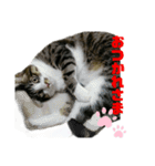 ねこ挨拶すたんぷ   2（個別スタンプ：12）