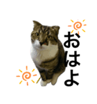 ねこ挨拶すたんぷ   2（個別スタンプ：13）
