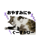 ねこ挨拶すたんぷ   2（個別スタンプ：14）