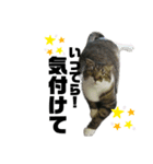 ねこ挨拶すたんぷ   2（個別スタンプ：15）