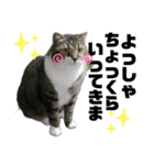 ねこ挨拶すたんぷ   2（個別スタンプ：17）