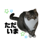 ねこ挨拶すたんぷ   2（個別スタンプ：18）
