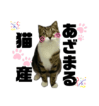 ねこ挨拶すたんぷ   2（個別スタンプ：21）