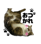 ねこ挨拶すたんぷ   2（個別スタンプ：22）