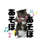 ねこ挨拶すたんぷ   2（個別スタンプ：24）