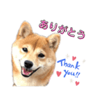 豆柴 はなちゃん（個別スタンプ：1）