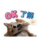 豆柴 はなちゃん（個別スタンプ：3）