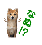 豆柴 はなちゃん（個別スタンプ：4）