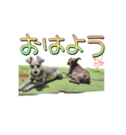 小平さんちの子ども達（個別スタンプ：1）