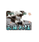 小平さんちの子ども達（個別スタンプ：6）