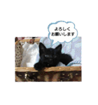 くろみつの敬語多めすたんぷ。（個別スタンプ：8）