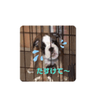 ブルヘイです！（個別スタンプ：6）