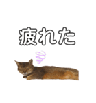 【人気】アビシニアン ルーキくん（個別スタンプ：14）