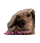 あしゅこのすたんぷ（個別スタンプ：1）