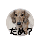 あしゅこのすたんぷ（個別スタンプ：6）