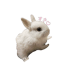 ネザーランドうさぎのおもち。（個別スタンプ：1）