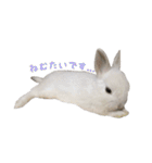 ネザーランドうさぎのおもち。（個別スタンプ：2）