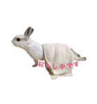 ネザーランドうさぎのおもち。（個別スタンプ：4）