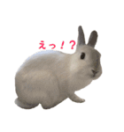 ネザーランドうさぎのおもち。（個別スタンプ：6）