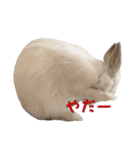 ネザーランドうさぎのおもち。（個別スタンプ：11）