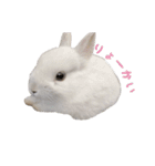 ネザーランドうさぎのおもち。（個別スタンプ：13）