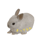 ネザーランドうさぎのおもち。（個別スタンプ：18）